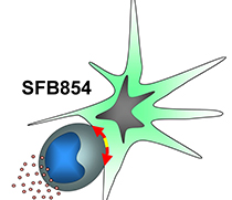 Logo des SFB 854